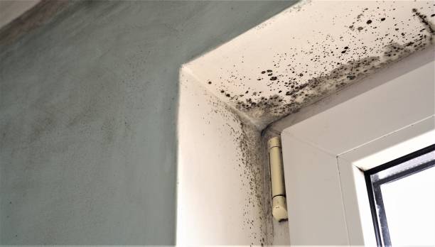 Professional Mold Removal in Charleroi, PA